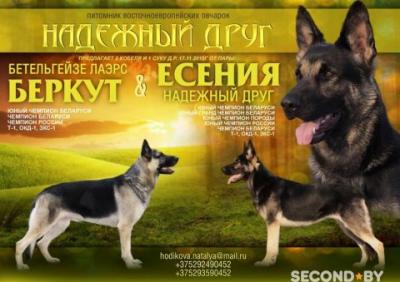 Продам щенка Восточноевропейская овчарка - Беларусь, Витебск. Цена 100 рублей