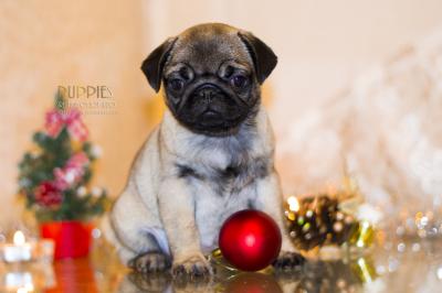 Продам щенка Мопс - Россия, Москва. Цена 30000 рублей. Щенки из питомника BABYDOG - Россия, Тамбов