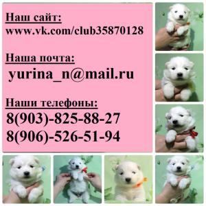 Продам щенка Самоед, самоедская лайка - Россия, Санкт-Петербург