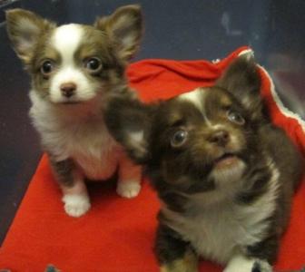 Продам щенка Чихуахуа - Россия, Москва. Щенки из питомника Kennel SLIHOBOR LINE Чихуахуа & Доберман - Россия, Москва, Москва