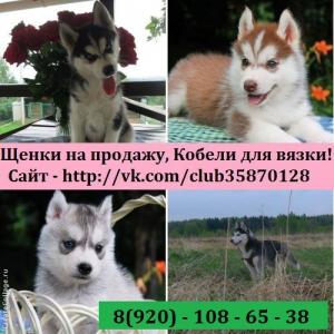 Продам щенка Хаски - Россия, Ярославль. Цена 8000 рублей