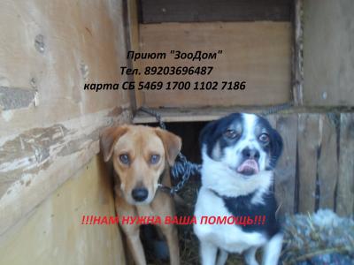 Отдам щенка в добрые руки Беспородная - Россия, Иваново, Шуя