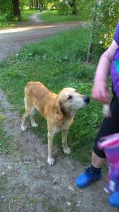 Отдам щенка в добрые руки Русская гончая - Россия, Иваново