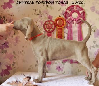 Продам щенка Веймаранер - Россия, Санкт-Петербург, Москва. Цена 40000 рублей