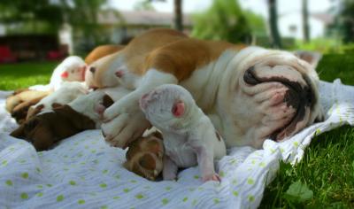 Продам щенка Английский бульдог, english bull dog puppies ready now call/text  (480) 382-5372 - США, Вайоминг. Цена 350 долларов