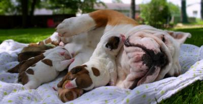 Продам щенка Английский бульдог, **oustanding and cute ** english bulldog puppies available ** call/text  (480) 382-5372 - США, Вермонт. Цена 350 долларов
