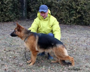 Продам щенка Немецкая овчарка - Беларусь, Гродно. Цена 2000000 рублей