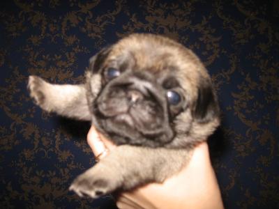 Продам щенка Мопс - Россия, Воронеж. Цена 22000 рублей