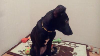 Отдам щенка в добрые руки Метис, Лайка и Пинчер - Россия, Санкт-Петербург