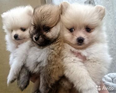 Продам щенка Шпиц - Россия, Воронеж. Цена 17000 рублей