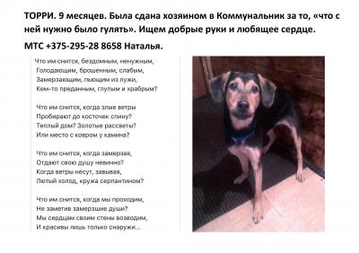 Отдам щенка в добрые руки Беспородная - Беларусь, Брест