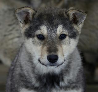 Отдам щенка в добрые руки Метис - Россия, Санкт-Петербург