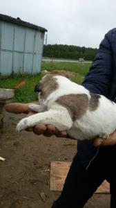 Отдам щенка в добрые руки Беспородная - Россия, Санкт-Петербург