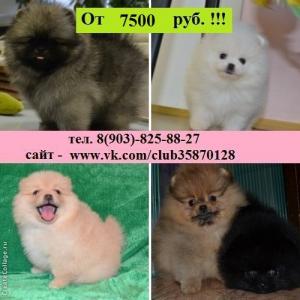 Продам щенка , Шпиц - Россия, Ярославль. Цена 7500 рублей
