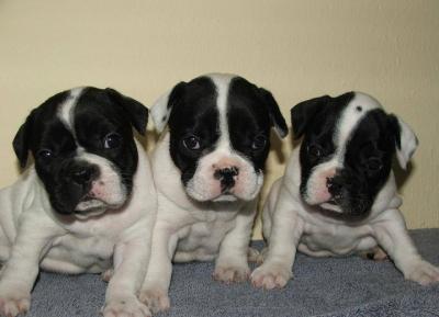 Продам щенка french bulldog - Russia, Angarsk