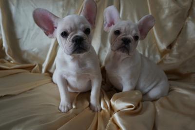 Продам щенка french bulldog - Russia, Nizhniy Tagil