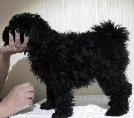 Продам щенка Пули - Россия, Москва. Цена 65000 рублей. Щенки из питомника Matthias.Rex - Россия, , Протва