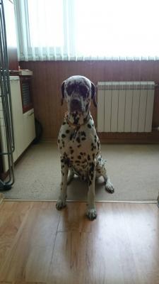 Отдам щенка в добрые руки Далматин - Россия, Санкт-Петербург