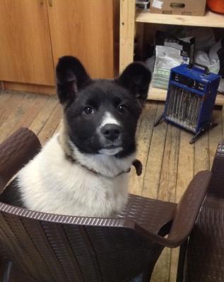 Отдам щенка в добрые руки , дворняжка - Россия, Санкт-Петербург