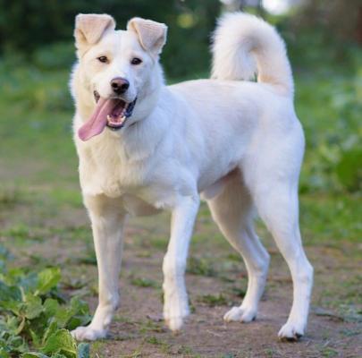 Отдам щенка в добрые руки Беспородная - Россия, Санкт-Петербург