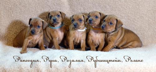 Продам щенка Другая порода/смешанная - Россия, Москва. Цена 20000 рублей