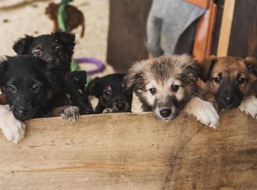 Отдам щенка в добрые руки Беспородная - Россия, Москва