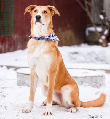 Отдам щенка в добрые руки Беспородная - Россия, Москва