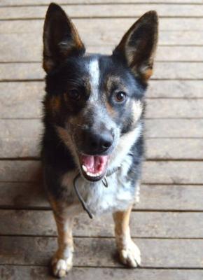 Отдам щенка в добрые руки Беспородная - Россия, Москва