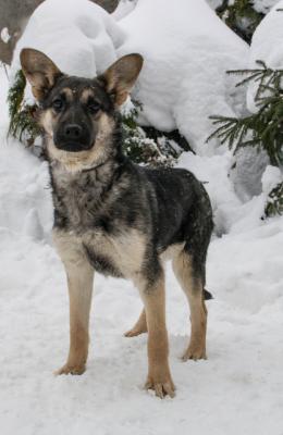 Отдам щенка в добрые руки Метис - Россия, Москва