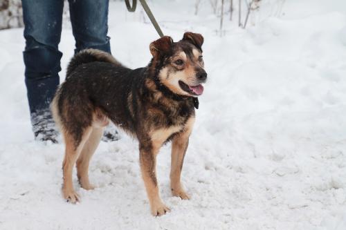 Отдам щенка в добрые руки Беспородная - Россия, Санкт-Петербург. Щенки из питомника Островок надежды - Россия, Санкт-Петербург