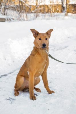 Отдам щенка в добрые руки Беспородная - Россия, Санкт-Петербург. Щенки из питомника Островок надежды - Россия, Санкт-Петербург