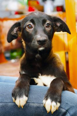 Отдам щенка в добрые руки Беспородная - Россия, Санкт-Петербург. Щенки из питомника Островок надежды - Россия, Санкт-Петербург