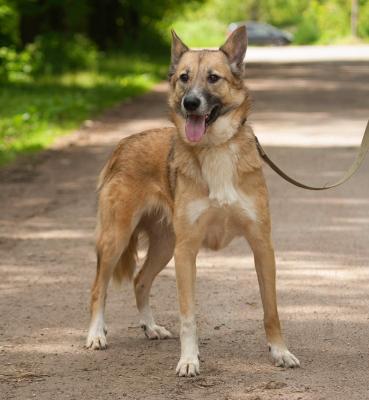 Отдам щенка в добрые руки Беспородная - Россия, Санкт-Петербург. Щенки из питомника Островок надежды - Россия, Санкт-Петербург
