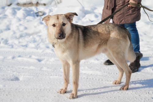 Отдам щенка в добрые руки Беспородная - Россия, Санкт-Петербург. Щенки из питомника Островок надежды - Россия, Санкт-Петербург