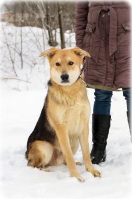 Отдам щенка в добрые руки Беспородная - Россия, Санкт-Петербург. Щенки из питомника Островок надежды - Россия, Санкт-Петербург