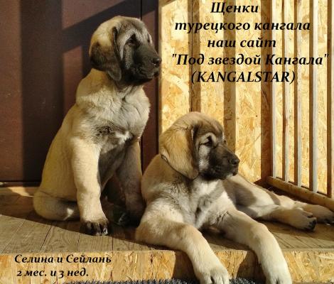 Продам щенка Анатолийская овчарка, Кангал - Россия, Москва, Москва. Цена 50000 рублей