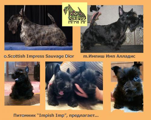 Продам щенка Скотч терьер, шотландский терьер - Россия, Воронеж. Цена 35000 рублей
