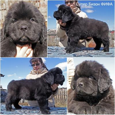 Продам щенка Ньюфаундленд - Россия, Екатеринбург. Цена 40000 рублей. Щенки из питомника SUPER BIZON - Россия, Екатеринбург, Екатеринбург