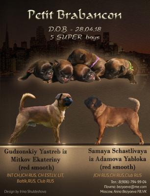 Продам щенка Пти брабансон - Россия, Москва. Цена 35000 рублей