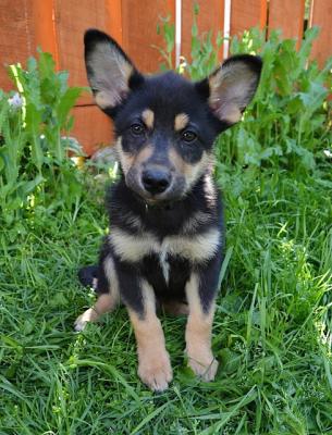 Отдам щенка в добрые руки Восточноевропейская овчарка - Россия, Москва