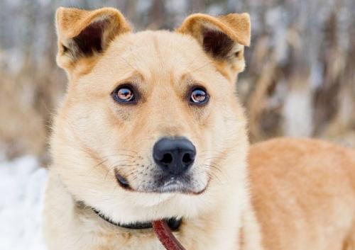 Отдам щенка в добрые руки Беспородная - Россия, Москва