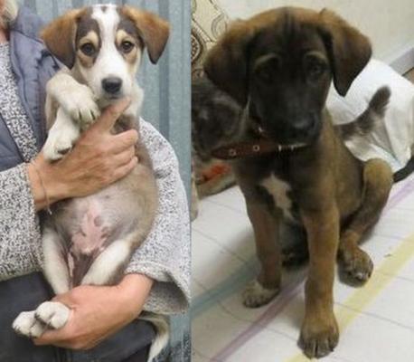 Отдам щенка в добрые руки Беспородная - Россия, Москва