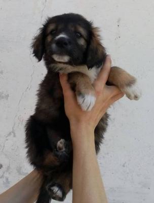 Отдам щенка в добрые руки Беспородная - Россия, Губкин