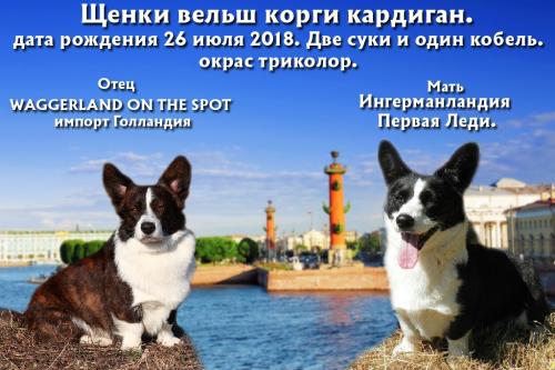Продам щенка , вельш корги кардиган - Россия, Санкт-Петербург. Цена 70000 рублей
