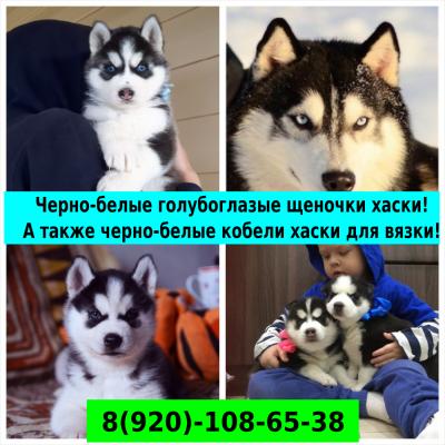 Продам щенка Хаски - Россия, Санкт-Петербург