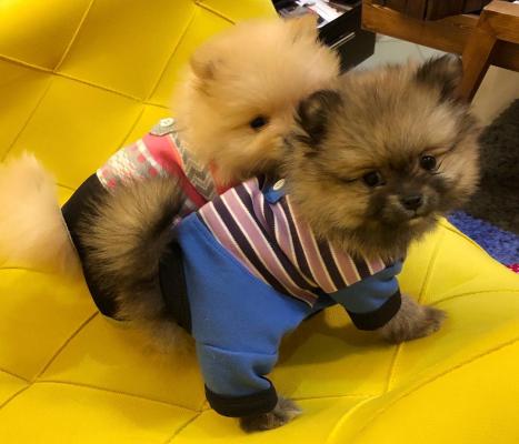 Продам щенка Беспородная, pomeranian - Россия, Москва. Цена 45000 рублей