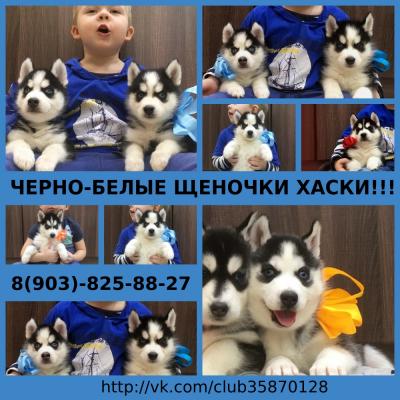 Продам щенка Хаски - Россия, Муром