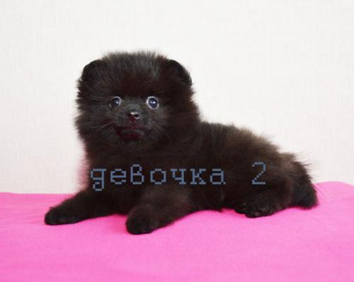 Продам щенка Шпиц - Россия, Москва. Цена 20000 рублей