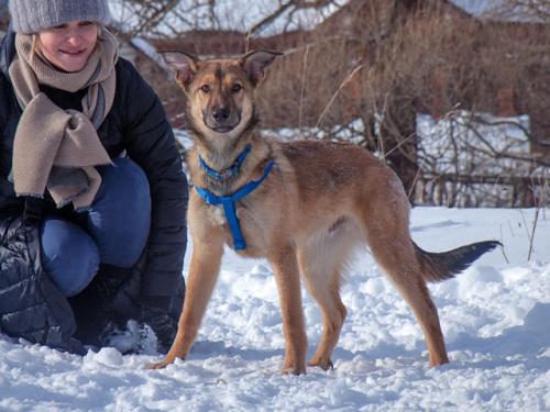 Отдам щенка в добрые руки Беспородная - Россия, Москва