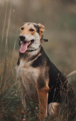 Отдам щенка в добрые руки Метис - Россия, Москва. Цена 10 рублей